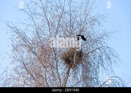 Ein Magpie und sein Nest in einer silbernen Birke in der Vorstadt von Gloucester UK Stockfoto