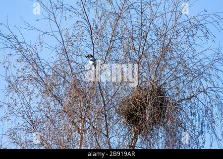 Ein Magpie und sein Nest in einer silbernen Birke in der Vorstadt von Gloucester UK Stockfoto