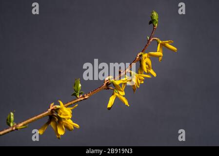 Forsythia x intermedia Lynwood Variety, Forsythia Lynwood Variety, Oleaceae. Frühlingsblühender Strauch mit goldgelben Blumen. Stockfoto