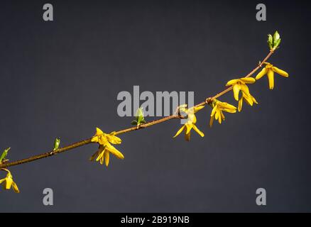 Forsythia x intermedia Lynwood Variety, Forsythia Lynwood Variety, Oleaceae. Frühlingsblühender Strauch mit goldgelben Blumen. Stockfoto