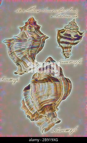 Murex Trunculus, Print, Hexaplex trunculus (auch Murex trunculus, Phyllonotus trunculus oder der gebänderte Farbstoff-Murex-Murex genannt) ist eine mittelgroße Meeresschnecke, ein marines Gastropod-Weichtier in der Familie Muricicidus, die Murex-Muscheln oder Felsenschnecken, die von Gibon hell und hell leuchtend hell gestaltet werden. Klassische Kunst mit moderner Note neu erfunden. Fotografie, inspiriert vom Futurismus, die dynamische Energie moderner Technologie, Bewegung, Geschwindigkeit und Kultur revolutionieren. Stockfoto