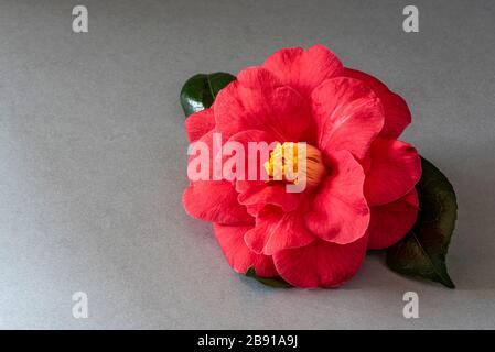 Camellia Japonica Adolphe Audusson. Gemeinsamen Kamelie. Stockfoto