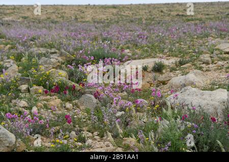 Nach einer seltenen Regenzeit in der Negev-Wüste, Israel, sprießen unzählige Wildblumen und blühen. Fotografiert bei den Lotz-Zistern in der Nege Stockfoto