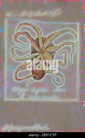 Kraktopus granulatus, Print, der Kraken ist ein Weichtier, achtlimmter Weichmollusk der Ordnung Octopoda. Es werden etwa 300 Arten anerkannt, und die Ordnung wird innerhalb der Klasse Cephalopoda mit Tintenfischen, Tintenfischen und Nautiloiden zusammengefasst. Wie andere Kopffüßer ist der Kraken bilateral symmetrisch mit zwei Augen und einem Schnabel, wobei sein Mund im Mittelpunkt der acht Gliedmaßen steht (Tentakel wird als Oberbegriff für Kopffüßer verwendet, In einem teuthologischen Kontext wird jedoch mit Arm auf solche Gliedmaßen Bezug genommen, während Tentakel für die Fütterung von Anhängen reserviert ist, die nicht auf Kraken gefunden wurden). Der weiche Körper kann Stockfoto