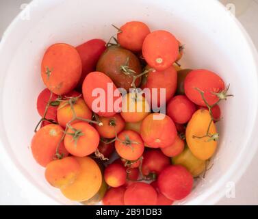 Großer Eimer mit frischen Bio-Tomaten, pink, rot und gelb. Nahansicht von oben. Stockfoto