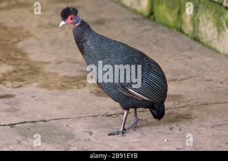 Crested Guineafowl, südafrika, Nahaufnahme Stockfoto