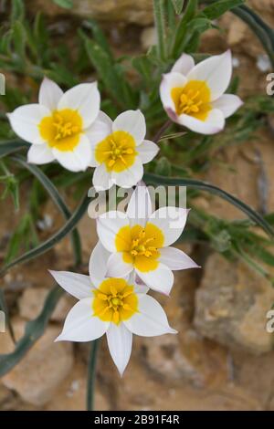 Die polychrome Tulpe (Tulipa polychroma Stapf) ist eine blühende Pflanze in der Tulpenfamilie Tulipa (Biflores Gruppe sensu Hall), Familie Liliaceae. Das ist so Stockfoto