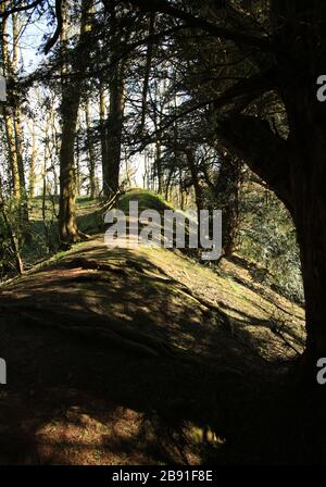 Erdbaumaßnahmen auf dem Hügelfort von Wychbury, einem Hügelfort aus der Eisenzeit in Hagley, Worcestershire, England, Großbritannien. Stockfoto