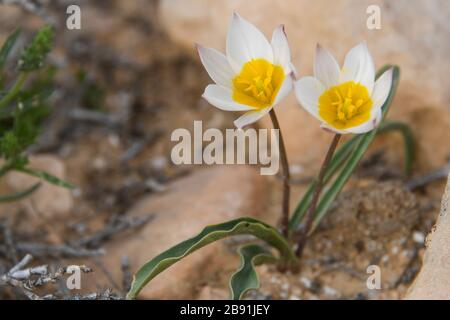 Die polychrome Tulpe (Tulipa polychroma Stapf) ist eine blühende Pflanze in der Tulpenfamilie Tulipa (Biflores Gruppe sensu Hall), Familie Liliaceae. Das ist so Stockfoto