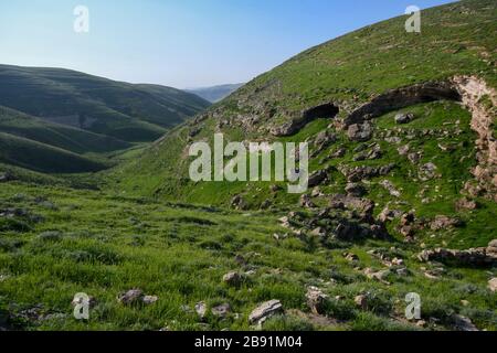 Nach einer seltenen Regenzeit in der Negev-Wüste, Israel, sprießen unzählige Wildblumen und blühen. Fotografiert Kidron Valley, Judaean Desert, W Stockfoto