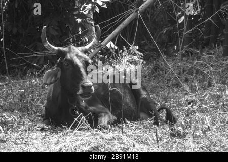 Schwarze braune Pelzkuh oder Rinderbullock Longhorn sitzt entspannt schwarz-weiß im Feld Kuba Tierhörner Horn sitzt draußen im Schatten Stockfoto