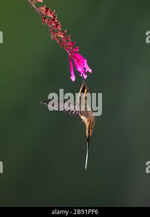 Ein einkehliger Einsiedler (Phaethornis eurynome), der eine Blume im atlantischen Regenwald von SE Brazil besucht Stockfoto