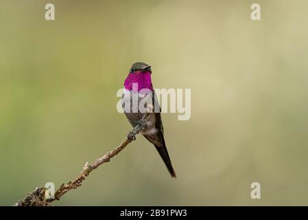 Ein männlicher Amethyst Woodstar (Calliphlox Amethystina), der seine leuchtend rosafarbenen Kehlfedern zeigt Stockfoto