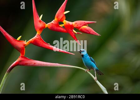 Ein blaues Dacnis (Dacnis cayana), das eine Heliconia-Blume im atlantischen Regenwald besucht Stockfoto