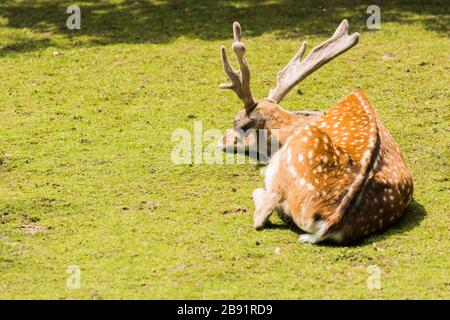 Im Sommer auf grünem Gras liegendes gesprenkeltes Hirsch Stockfoto