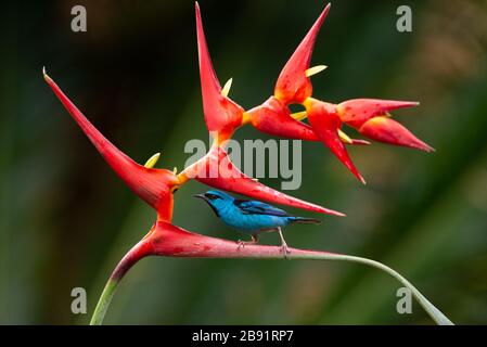 Ein blaues Dacnis (Dacnis cayana), das eine Heliconia-Blume im atlantischen Regenwald besucht Stockfoto