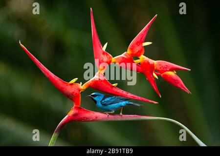 Ein blaues Dacnis (Dacnis cayana), das eine Heliconia-Blume im atlantischen Regenwald besucht Stockfoto