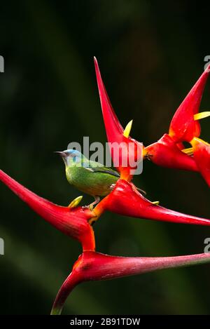 Ein weibliches blaues Dacnis (Dacnis cayana), das eine Heliconia-Blume im atlantischen Regenwald besucht Stockfoto