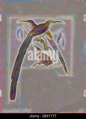 Promerops Cafer, Print, The Cape Sugarbird (Promerops Cafer) ist eine der acht Vogelarten, die auf dem Fynbos-Biom der Provinzen Westkaps und Ostkaps in Südafrika endemisch sind., 1820-1860, von Gibon neu vorgestellt, Design von warmem Glanz der Helligkeit und Lichtstrahlen. Klassische Kunst mit moderner Note neu erfunden. Fotografie, inspiriert vom Futurismus, die dynamische Energie moderner Technologie, Bewegung, Geschwindigkeit und Kultur revolutionieren. Stockfoto