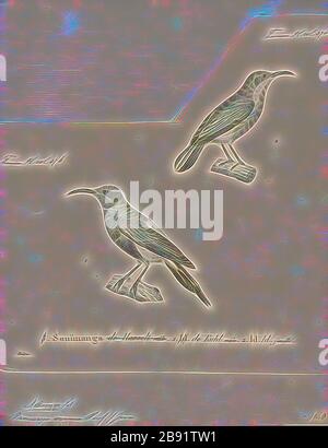 Promerops eximia, Print, Sugarbird, die Zuckervögel sind eine kleine Gattung, Promerops, und Familie, Promeropiden, von Passvögel, die auf das Südafrika beschränkt sind. Im allgemeinen Erscheinungsbild und den Gewohnheiten ähneln sie großen, langschwänzigen Sonnenvögel, sind aber möglicherweise näher mit den australischen Honigfressern verwandt. Sie haben ein bräunliches Gefiederchen, die lange, heruntergebogene Rechnung, die typisch für passionierte Nektarfutter ist, und lange Schwanzfedern., 1700-1880, von Gibon neu vorgestellt, Design eines warmfröhlichen Lichtes von Helligkeit und Lichtstrahlen. Klassische Kunst mit moderner Note neu erfunden. Vom Futurismus inspirierte Fotografie, Stockfoto