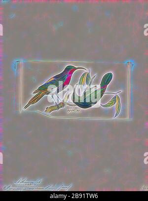 Promerops eximia, Print, Sugarbird, die Zuckervögel sind eine kleine Gattung, Promerops, und Familie, Promeropiden, von Passvögel, die auf das Südafrika beschränkt sind. Im allgemeinen Erscheinungsbild und den Gewohnheiten ähneln sie großen, langschwänzigen Sonnenvögel, sind aber möglicherweise näher mit den australischen Honigfressern verwandt. Sie haben ein bräunliches Gefiederchen, die lange, heruntergebogene Rechnung, die typisch für passionierte Nektarfutter ist, und lange Schwanzfedern., 1820-1860, von Gibon neu vorgestellt, Design eines warmfröhlichen Lichtes von Helligkeit und Lichtstrahlen. Klassische Kunst mit moderner Note neu erfunden. Vom Futurismus inspirierte Fotografie, Stockfoto