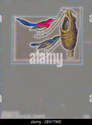 Promerops siparaja, Print, Sugarbird, die Zuckervögel sind eine kleine Gattung, Promerops, und Familie, Promeropiden, von Passvögel, die auf das Südafrika beschränkt sind. Im allgemeinen Erscheinungsbild und den Gewohnheiten ähneln sie großen, langschwänzigen Sonnenvögel, sind aber möglicherweise näher mit den australischen Honigfressern verwandt. Sie haben ein bräunliches Gefiederchen, die lange, heruntergebogene Rechnung, die typisch für passionierte Nektarfutter ist, und lange Schwanzfedern., 1820-1860, von Gibon neu vorgestellt, Design eines warmfröhlichen Lichtes von Helligkeit und Lichtstrahlen. Klassische Kunst mit moderner Note neu erfunden. Vom Futurismus inspirierte Fotografie Stockfoto