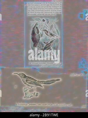 Promerops siparaja, Print, Sugarbird, die Zuckervögel sind eine kleine Gattung, Promerops, und Familie, Promeropiden, von Passvögel, die auf das Südafrika beschränkt sind. Im allgemeinen Erscheinungsbild und den Gewohnheiten ähneln sie großen, langschwänzigen Sonnenvögel, sind aber möglicherweise näher mit den australischen Honigfressern verwandt. Sie haben ein bräunliches Gefiederchen, die lange, heruntergebogene Rechnung, die typisch für passionierte Nektarfütter ist, und lange Schwanzfedern., von Gibon neu vorgestellt, Design eines warmfröhlichen Lichts von Helligkeit und Lichtstrahlen. Klassische Kunst mit moderner Note neu erfunden. Fotografie inspiriert von Futurismus, emb Stockfoto