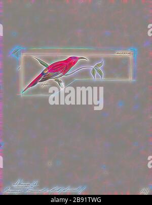 Promerops temminckii, Print, Sugarbird, die Zuckervögel sind eine kleine Gattung, Promerops, und Familie, Promeropiden, von Passvögel, die auf das Südafrika beschränkt sind. Im allgemeinen Erscheinungsbild und den Gewohnheiten ähneln sie großen, langschwänzigen Sonnenvögel, sind aber möglicherweise näher mit den australischen Honigfressern verwandt. Sie haben ein bräunliches Gefiederchen, die lange, heruntergebogene Rechnung, die typisch für passionierte Nektarfutter ist, und lange Schwanzfedern., 1820-1860, von Gibon neu vorgestellt, Design eines warmfröhlichen Lichtes von Helligkeit und Lichtstrahlen. Klassische Kunst mit moderner Note neu erfunden. Von Futuri inspirierte Fotografie Stockfoto