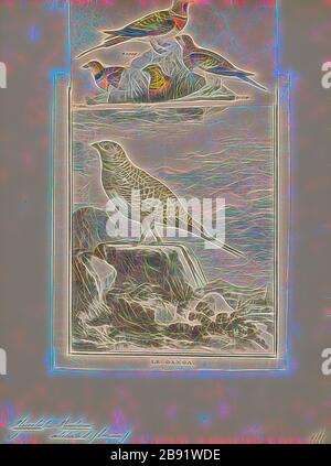 Pterocles alchata, Print, die Pin-Tailed-Sandgrouse (Pterocles alchata) ist ein mittelgroßer Vogel in der Familie der Sandgroschen. Er hat einen kleinen, taubenartigen Kopf und Hals und einen robusten, kompakten Körper. Sie hat lange, zugespitzte Flügel, die darunter weiß sind, einen langen Schwanz und einen schnellen Direktflug. Herden fliegen im Morgengrauen zu Wasserlöchern. Der Anruf ist ein lautes Kattar-Kattar. Diese gesellige Art brütet auf trockenen, unebenen Ebenen und ähnlichen Lebensräumen. Sein Gelege ist ein Bodenschaben, in den zwei oder drei cremefarbene Eier mit kryptischen Markierungen gelegt werden. Beide Geschlechter bebrüten die Eier, 1700-1880, von Gib neu vorgestellt Stockfoto