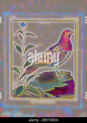 Pterocles alchata, Print, die Pin-Tailed-Sandgrouse (Pterocles alchata) ist ein mittelgroßer Vogel in der Familie der Sandgroschen. Er hat einen kleinen, taubenartigen Kopf und Hals und einen robusten, kompakten Körper. Sie hat lange, zugespitzte Flügel, die darunter weiß sind, einen langen Schwanz und einen schnellen Direktflug. Herden fliegen im Morgengrauen zu Wasserlöchern. Der Anruf ist ein lautes Kattar-Kattar. Diese gesellige Art brütet auf trockenen, unebenen Ebenen und ähnlichen Lebensräumen. Sein Gelege ist ein Bodenschaben, in den zwei oder drei cremefarbene Eier mit kryptischen Markierungen gelegt werden. Beide Geschlechter bebrüten die Eier, 1700-1880, von Gib neu vorgestellt Stockfoto