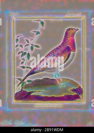 Pterocles alchata, Print, die Pin-Tailed-Sandgrouse (Pterocles alchata) ist ein mittelgroßer Vogel in der Familie der Sandgroschen. Er hat einen kleinen, taubenartigen Kopf und Hals und einen robusten, kompakten Körper. Sie hat lange, zugespitzte Flügel, die darunter weiß sind, einen langen Schwanz und einen schnellen Direktflug. Herden fliegen im Morgengrauen zu Wasserlöchern. Der Anruf ist ein lautes Kattar-Kattar. Diese gesellige Art brütet auf trockenen, unebenen Ebenen und ähnlichen Lebensräumen. Sein Gelege ist ein Bodenschaben, in den zwei oder drei cremefarbene Eier mit kryptischen Markierungen gelegt werden. Beide Geschlechter bebrüten die Eier, 1700-1880, von Gib neu vorgestellt Stockfoto