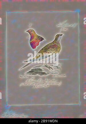 Pterocles alchata, Print, die Pin-Tailed-Sandgrouse (Pterocles alchata) ist ein mittelgroßer Vogel in der Familie der Sandgroschen. Er hat einen kleinen, taubenartigen Kopf und Hals und einen robusten, kompakten Körper. Sie hat lange, zugespitzte Flügel, die darunter weiß sind, einen langen Schwanz und einen schnellen Direktflug. Herden fliegen im Morgengrauen zu Wasserlöchern. Der Anruf ist ein lautes Kattar-Kattar. Diese gesellige Art brütet auf trockenen, unebenen Ebenen und ähnlichen Lebensräumen. Sein Gelege ist ein Bodenschaben, in den zwei oder drei cremefarbene Eier mit kryptischen Markierungen gelegt werden. Beide Geschlechter bebrüten die Eier., 1825-1834, von Gib neu vorgestellt Stockfoto