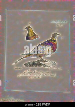 Pterocles alchata, Print, die Pin-Tailed-Sandgrouse (Pterocles alchata) ist ein mittelgroßer Vogel in der Familie der Sandgroschen. Er hat einen kleinen, taubenartigen Kopf und Hals und einen robusten, kompakten Körper. Sie hat lange, zugespitzte Flügel, die darunter weiß sind, einen langen Schwanz und einen schnellen Direktflug. Herden fliegen im Morgengrauen zu Wasserlöchern. Der Anruf ist ein lautes Kattar-Kattar. Diese gesellige Art brütet auf trockenen, unebenen Ebenen und ähnlichen Lebensräumen. Sein Gelege ist ein Bodenschaben, in den zwei oder drei cremefarbene Eier mit kryptischen Markierungen gelegt werden. Beide Geschlechter bebrüten die Eier., 1825-1834, von Gib neu vorgestellt Stockfoto
