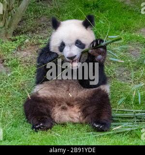 Junger Riesenpanda, der Bambus im Gras isst, Porträt Stockfoto