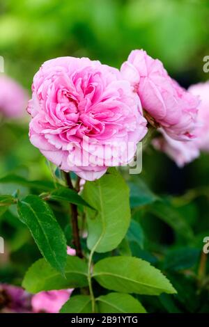 Parfümierte rosafarbene Blumen der englischen Rose, Strauchrose. Rosa Gertrud Jekyll. Rose Gertrud Jekyll. Rosa Ausbord Stockfoto