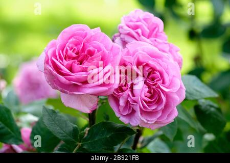 Parfümierte rosafarbene Blumen der englischen Rose, Strauchrose. Rosa Gertrud Jekyll. Rose Gertrud Jekyll. Rosa Ausbord Stockfoto