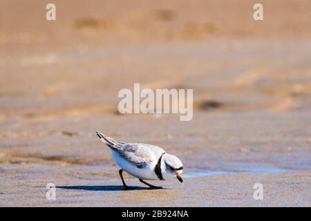 Biesenpflaum auf der Suche nach Essen im Sand am Strand. Stockfoto