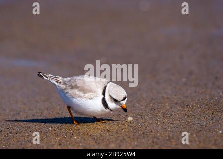 Biesenpflaum auf der Suche nach Essen im Sand am Strand. Stockfoto