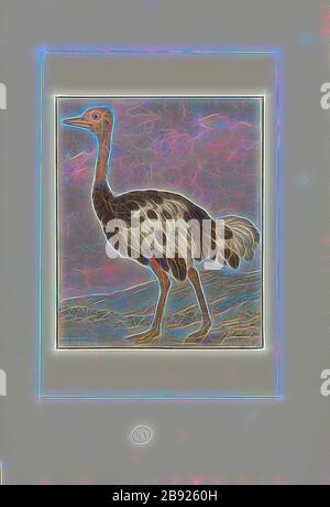 Struthio camelus, Print, der gemeine Strauß (Struthio camelus), oder einfach Strauß, ist eine Art großer flugloser Vogel, der in bestimmten großen Gebieten Afrikas beheimatet ist. Sie ist eine von zwei extanten Straußenarten, den einzigen lebenden Mitgliedern der Gattung Struthio in der ratitischen Ordnung der Vögel. Der andere ist der Somali-Strauß (Struthio molybdophanes), der 2014 von BirdLife International als eigenständige Art anerkannt wurde, nachdem er zuvor als eine sehr markante Straußenart galt., 1753-1834, von Gibon neu vorgestellt, Entwurf eines warmfröhlichen Lichts von Helligkeit und Lichtstrahlen. C Stockfoto
