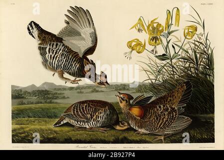 Platte 186 Pinnate Graus (Grouse) von The Birds of America Folio (187-184) von John James Audubon - sehr hochauflösendes und qualitativ hochwertiges bearbeitetes Bild Stockfoto