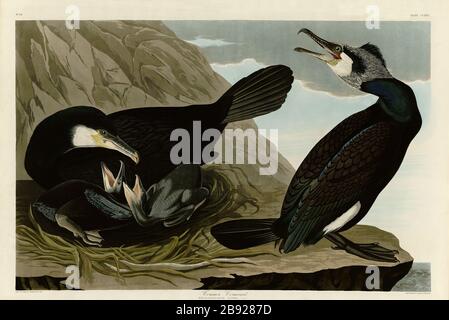 Plate 266 Common Cormorant (Great Cormorant) The Birds of America Folio (187-184) John James Audubon - sehr hochauflösendes und qualitativ hochwertiges bearbeitetes Bild Stockfoto