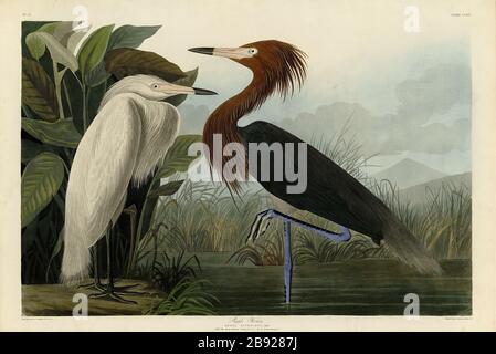 Platte 256 Purple Heron (rötliches Egret) von The Birds of America Folio (187-184) John James Audubon - sehr hochauflösendes und qualitativ hochwertiges bearbeitetes Bild Stockfoto