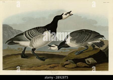 Platte 296 Barnacle Goose, von The Birds of America Folio (187-184) von John James Audubon - sehr hochauflösendes und qualitativ hochwertiges bearbeitetes Bild Stockfoto