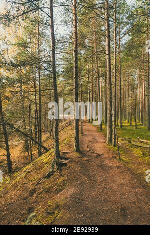 Alte Bäume im Lahemaa Nationalpark in Estland im Herbst Stockfoto
