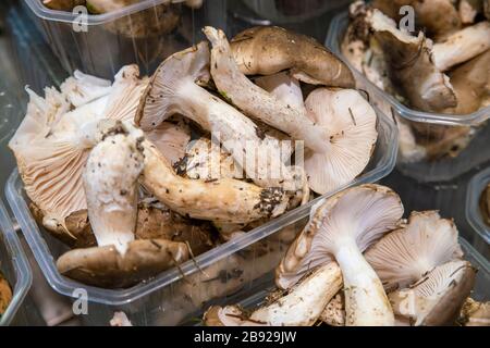 Pilze und Pilze auf dem Mercado La Boqueria Markt in Barcelona Stockfoto