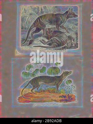 Thylacinus cynocephalus, Print, das heute erloschene Thylacinus cynocephalus ist eines der größten bekannten fleischfressenden Beuteltiere, das sich vor etwa 4 Millionen Jahren entwickelt. Das letzte bekannte lebende Tier wurde 1933 in Tasmanien gefangen genommen. Er wird aufgrund seines gestreiften unteren Rückens oder des tasmanischen Wolfes aufgrund seiner kantigen Eigenschaften im Allgemeinen als Tasmanischer Tiger bezeichnet. Sie war auf Tasmanien, Neuguinea und dem australischen Festland heimisch., 1700-1880, von Gibon neu vorgestellt, Design von warmem, fröhlichem Leuchten von Helligkeit und Lichtstrahlen. Klassische Kunst mit moderner Note neu erfunden. Foto Stockfoto