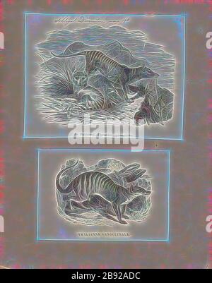 Thylacinus cynocephalus, Print, das heute erloschene Thylacinus cynocephalus ist eines der größten bekannten fleischfressenden Beuteltiere, das sich vor etwa 4 Millionen Jahren entwickelt. Das letzte bekannte lebende Tier wurde 1933 in Tasmanien gefangen genommen. Er wird aufgrund seines gestreiften unteren Rückens oder des tasmanischen Wolfes aufgrund seiner kantigen Eigenschaften im Allgemeinen als Tasmanischer Tiger bezeichnet. Sie war auf Tasmanien, Neuguinea und dem australischen Festland heimisch., 1700-1880, von Gibon neu vorgestellt, Design von warmem, fröhlichem Leuchten von Helligkeit und Lichtstrahlen. Klassische Kunst mit moderner Note neu erfunden. Foto Stockfoto