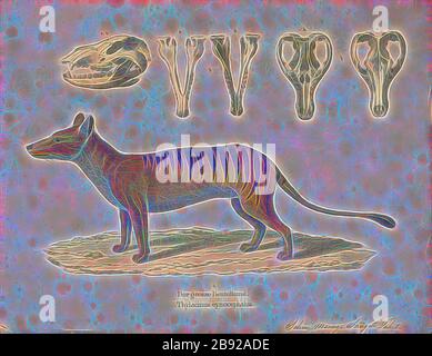 Thylacinus cynocephalus, Print, das heute erloschene Thylacinus cynocephalus ist eines der größten bekannten fleischfressenden Beuteltiere, das sich vor etwa 4 Millionen Jahren entwickelt. Das letzte bekannte lebende Tier wurde 1933 in Tasmanien gefangen genommen. Er wird aufgrund seines gestreiften unteren Rückens oder des tasmanischen Wolfes aufgrund seiner kantigen Eigenschaften im Allgemeinen als Tasmanischer Tiger bezeichnet. Sie war auf Tasmanien, Neuguinea und dem australischen Festland heimisch., 1700-1880, von Gibon neu vorgestellt, Design von warmem, fröhlichem Leuchten von Helligkeit und Lichtstrahlen. Klassische Kunst mit moderner Note neu erfunden. Foto Stockfoto