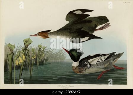 Platte 401 Roter-reihiger Merganser von The Birds of America Folio (1821-18304) von John James Audubon - sehr hochauflösendes und qualitativ hochwertiges bearbeitetes Bild Stockfoto