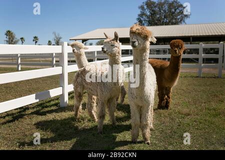 Vier Alpakas stehen in weiß eingezäunten Bereich auf Alpakafarm Stockfoto